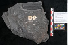 Foto (Objekt + Etikett) von Senftenbergia crenata Lindl. et H. (NHMW-GEO-2024-0188-10944)